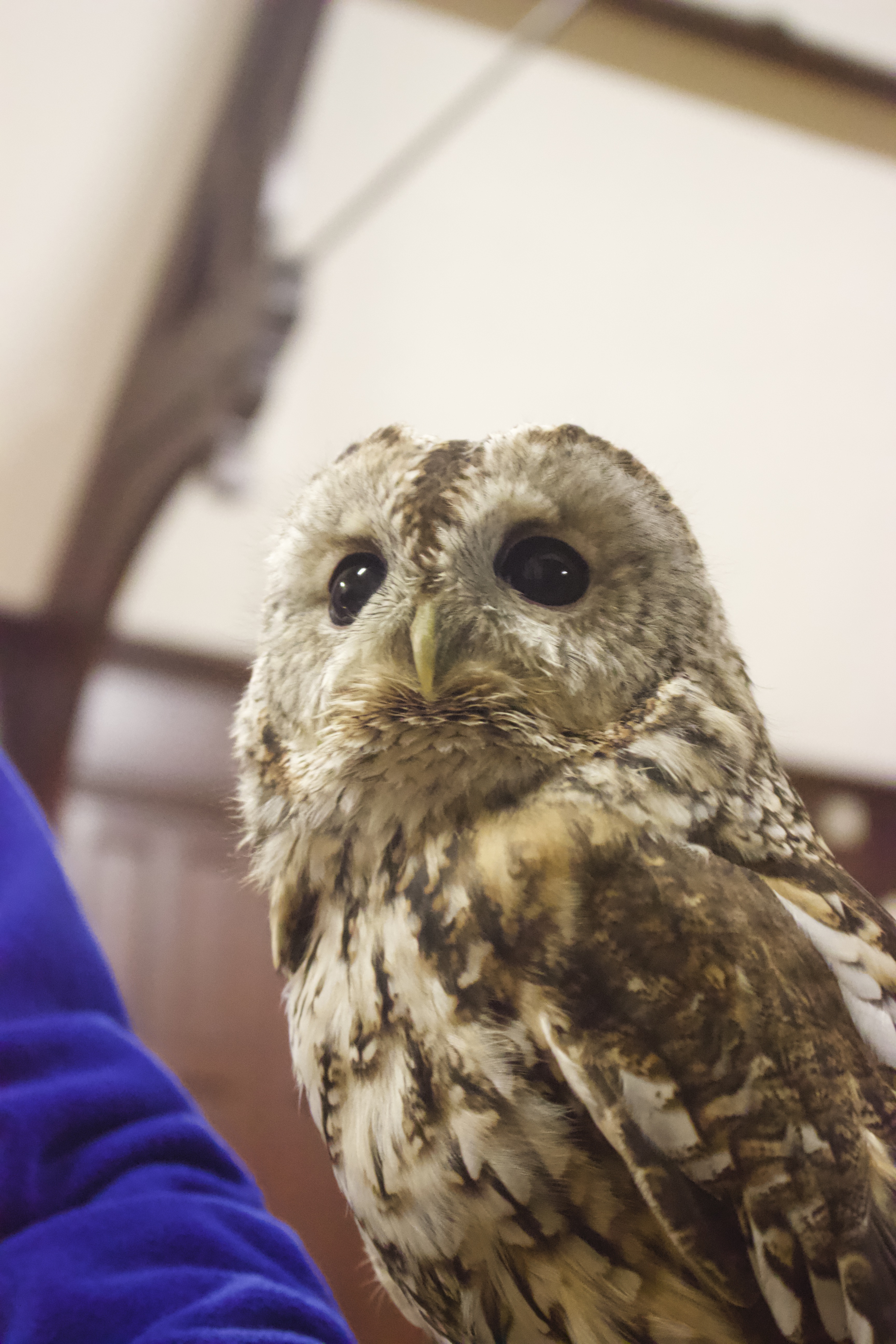 Owls at Cubs  & Beavers – November 2022